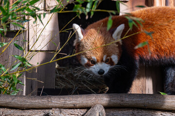 Curious Red Panda Peeking from its Wooden Den