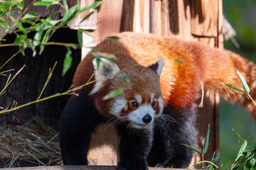 Curious Red Panda Peeking from its Wooden Den