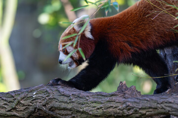 Adorable Red Panda in Profile on a Textured Log