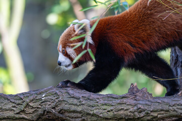 Adorable Red Panda in Profile on a Textured Log