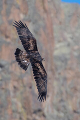 Wild golden eagle in flight against rocky wall, Italian Alps. Aquila Chrysaetos.