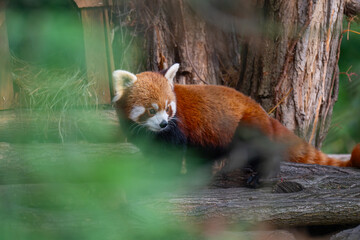Red Panda Peeking Through Blurred Green Leaves