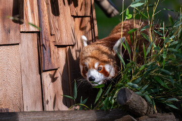 Curious Red Panda Peeking from Bamboo