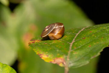 Hygromie bordée (Hygromia cinctella) sur feuille verte, macro détaillée d’un petit escargot terrestre à coquille brun clair et bord sombre, observé à Saint-Genis-Laval, France.