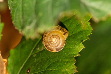 Hygromie bordée (Hygromia cinctella) sur feuille verte, macro détaillée d’un petit escargot terrestre à coquille brun clair et bord sombre, observé à Saint-Genis-Laval, France.