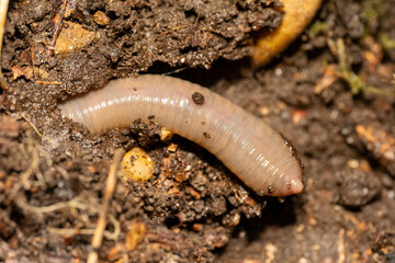 Ver de terre (Lumbricidae indéterminé) partiellement enfoui dans la terre humide, macro naturaliste illustrant la faune du sol et son rôle essentiel dans l’écosystème.