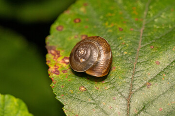 Hygromie bordée (Hygromia cinctella) sur feuille verte, macro détaillée d’un petit escargot terrestre à coquille brun clair et bord sombre, observé à Saint-Genis-Laval, France.