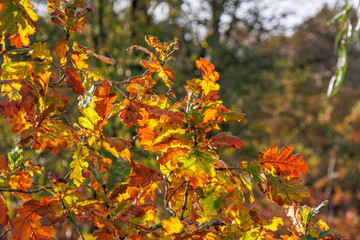 Herbstzeit an einem See im Münsterland