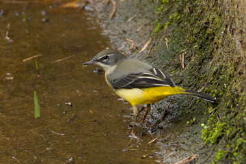 排水溝を歩くキセキレイ