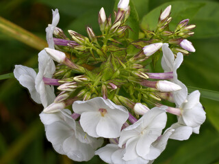 Cluster of white flowers (Phlox maculata) with greenish-pink stems