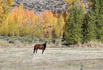 Brown Horse and Fall Colors