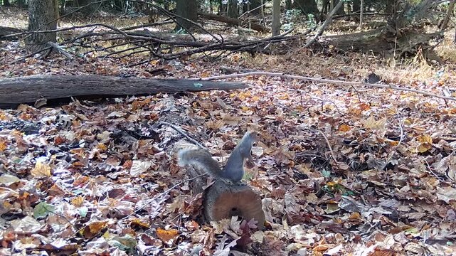American grey squirrel preparing for winter in forest