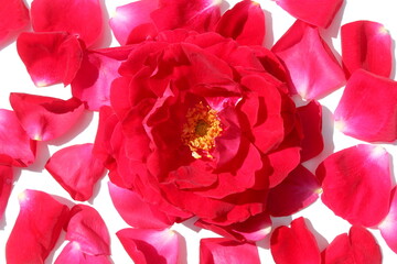On a white background lies a bud of a red wild rose with petals.