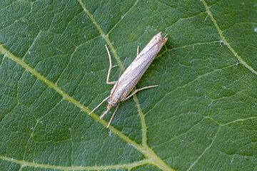 dorsal close-up of a straw grass moth on a green grass stalk with blurred green background