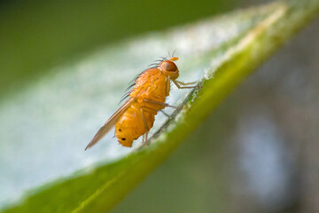 lateral close-up of a yellow Lauxaniidae fly sitting on a green leaf in front of a blurred light green background