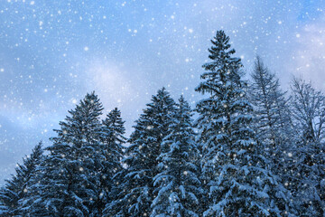 Winter Christmas landscape with fir trees in forest and snowfall.