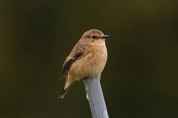 棒にとまる丸いフォルムのノビタキ
