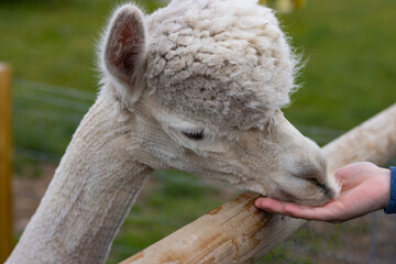 A white alpaca eats food from a person's hand. Animals at the zoo. Family fun. Copy Space.