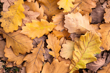 A close-up view of fallen autumn oak leaves  in varying states of decomposition scattered on a vibrant green mossy surface of a forest floor. 
