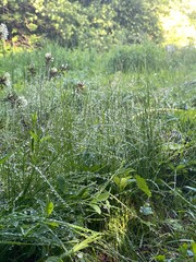 Morning dewdrops on lush green grass in sunlit forest, creating a serene natural background