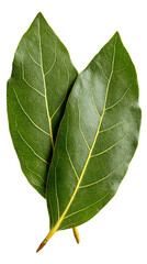 Two fresh green bay leaves isolated on transparent background, ready to be used