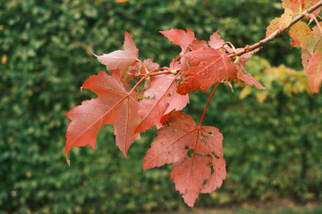 A leafy tree branch with red leaves