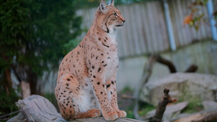 A beautiful lynx sits alertly. Ideal for wildlife conservation posters