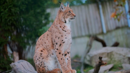 A beautiful lynx sits attentively. Ideal for wildlife presentations and educational materials