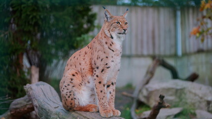 Majestic lynx sits alertly on a log. Ideal for wildlife conservation posters