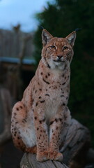 A beautiful lynx cat perched on a tree. Ideal for wildlife conservation posters