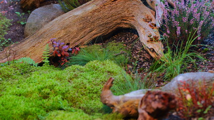 Detailed texture of a fallen log. Ideal for website backgrounds or nature themed designs