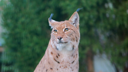 A beautiful lynx stares intently. Ideal for wildlife presentations or educational materials