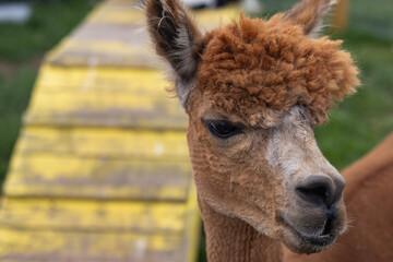 A brown alpaca looks into the camera. Animal close-up. Zoo. Family fun.