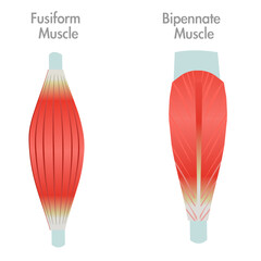 Fusiform, bipennate muscle anatomy. Section muscle shape. Biceps, tendons, bones. Medical illustration vector	