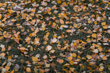 Yellow autumn leaves scattered on green grass, natural fall background symbolizing change, transition and seasonal beauty, top view nature photography