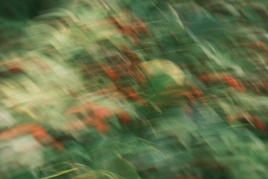 A blurry image of green leaves and red flowers