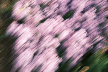 A blurry image of a field of pink flowers © jr-art