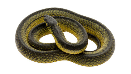 Obraz premium Top-Down Flat Lay of Yellow and Black Snake in Circular Coil, Clean Composition, Isolated on Transparent Background