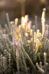 Close up of frosted Veronica plant with morning sun