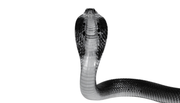 Top-Down View of King Cobra with Spread Hood Forming Elegant Curves