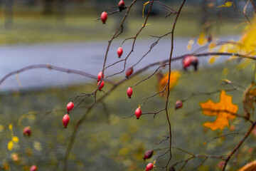 Autumn rose hips on thin branches with soft background, natural seasonal close-up symbolizing simplicity, resilience and the beauty of change