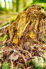 Moss covered woodland featuring mushrooms and fungi