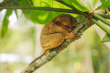 Tarsier - Bohol Island - Philippines