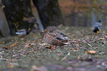 Close-up of female mallard duck standing on autumn grass near pond, shallow depth of field with soft natural light and blurred background, peaceful wildlife photography