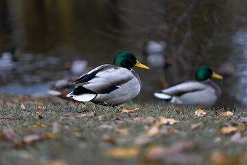 Close-up of male mallard duck with green head and yellow beak resting on autumn grass near pond, soft natural light and blurred background, peaceful wildlife scene