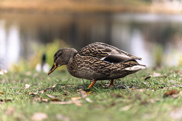 Female mallard duck feeding on green grass near calm autumn pond, soft natural light and blurred background, detailed wildlife photography in serene fall atmosphere