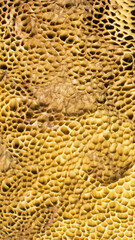 photo of the poppy seed dried mushroom with visible details