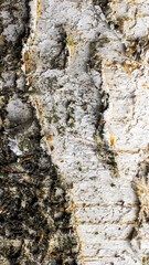 white birch bark with visible details. background