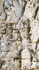white birch bark with visible details. background