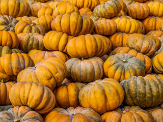 Big pile of pumpkins